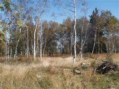 Renaturierung von Wald hin zu einem Moor. (N?he Landshuterhaus im vorderen Bayerischen Wald)